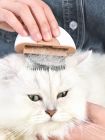 宠物猫咪梳子贝壳去浮毛英短布偶梳毛专用短毛长毛清理神器梳毛刷